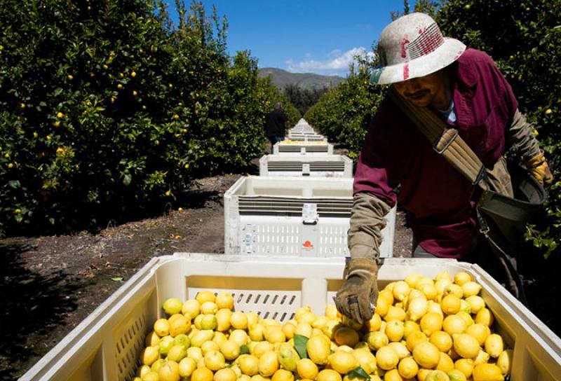 Farm workers have been forced to keep working despite conditions